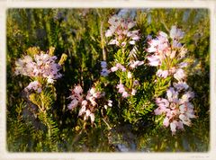 Parfum de calanques