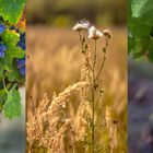 Parfum de fin d'été