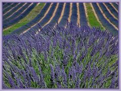 parfum de lavande ou lavandin?