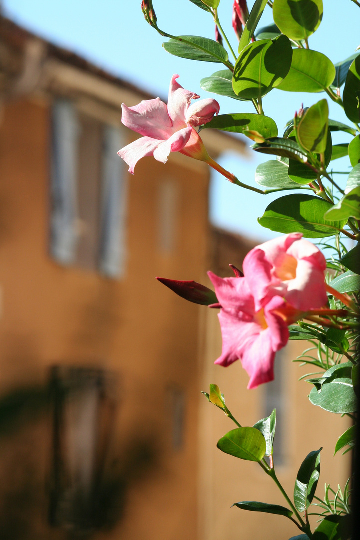 Parfum de provence