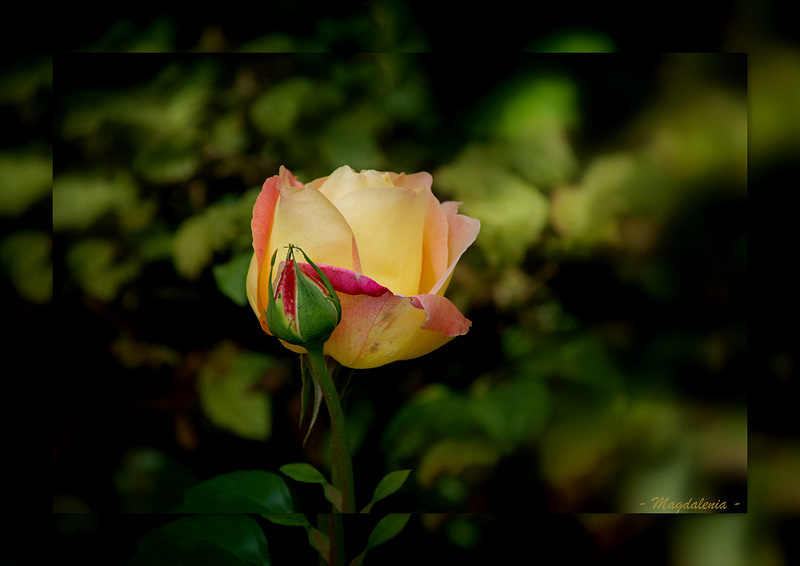 Parfum de rose pour une douce nuit