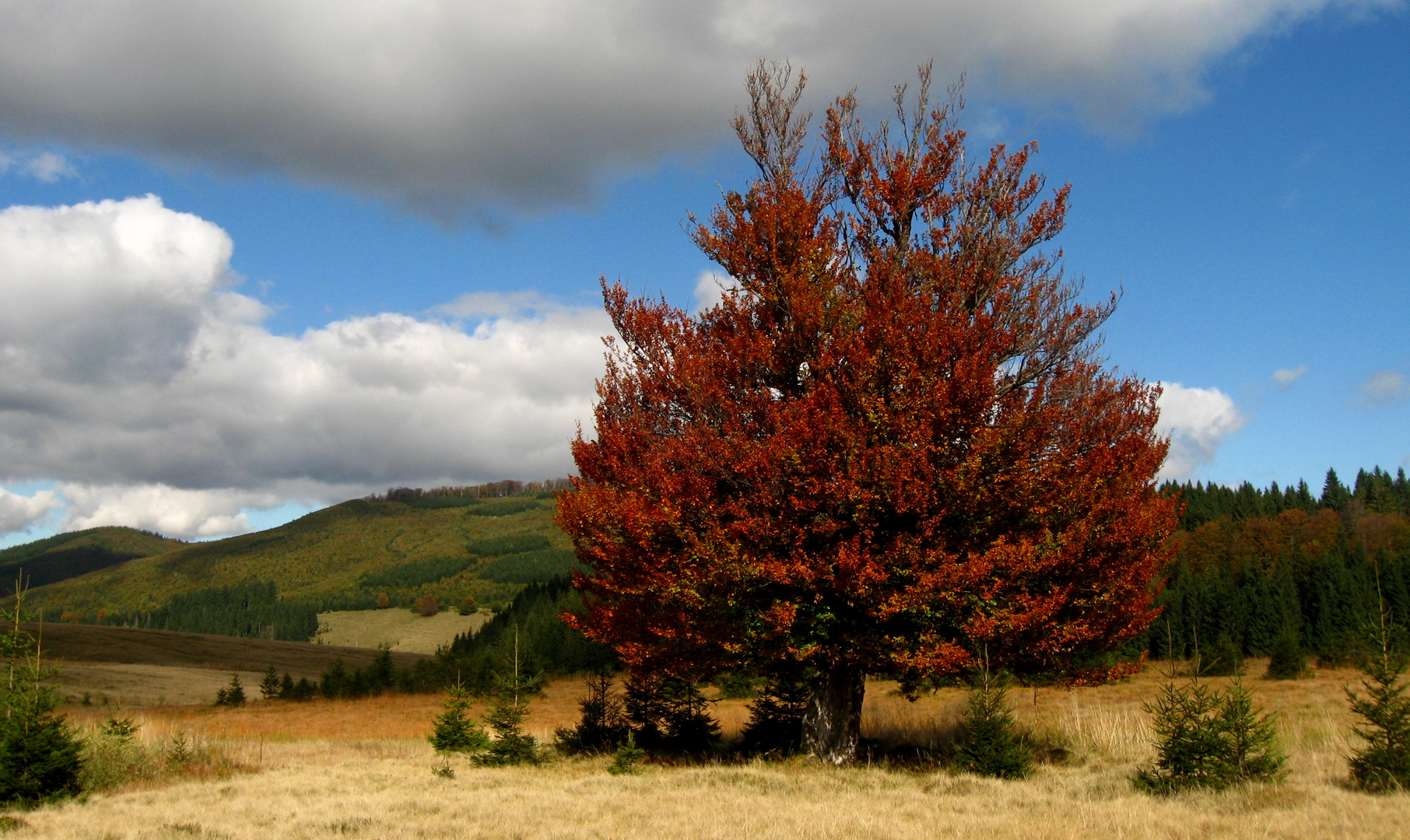 PARFUM DE TOAMNA