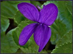 parfum de violette...;