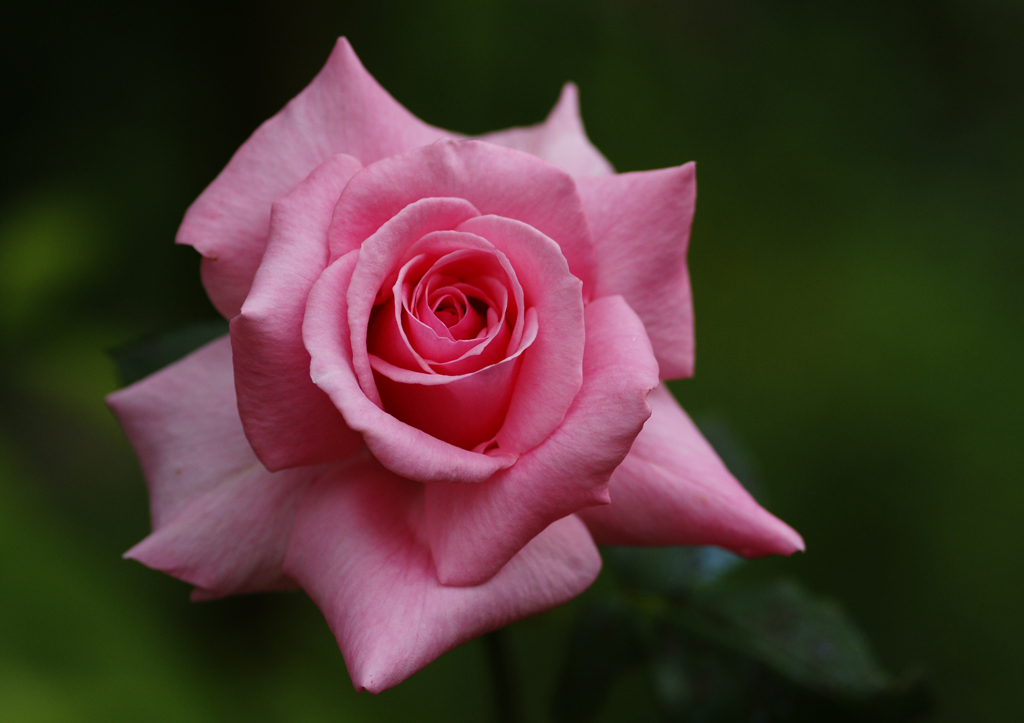 Parfum d'été