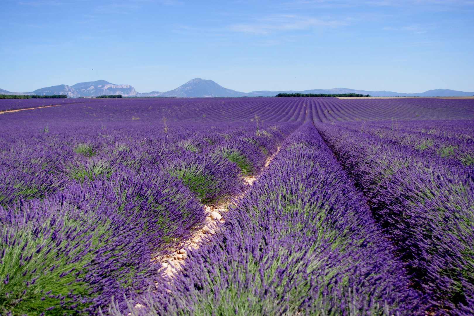 Parfum d'été ....