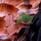 Paria Canyon - Felswand