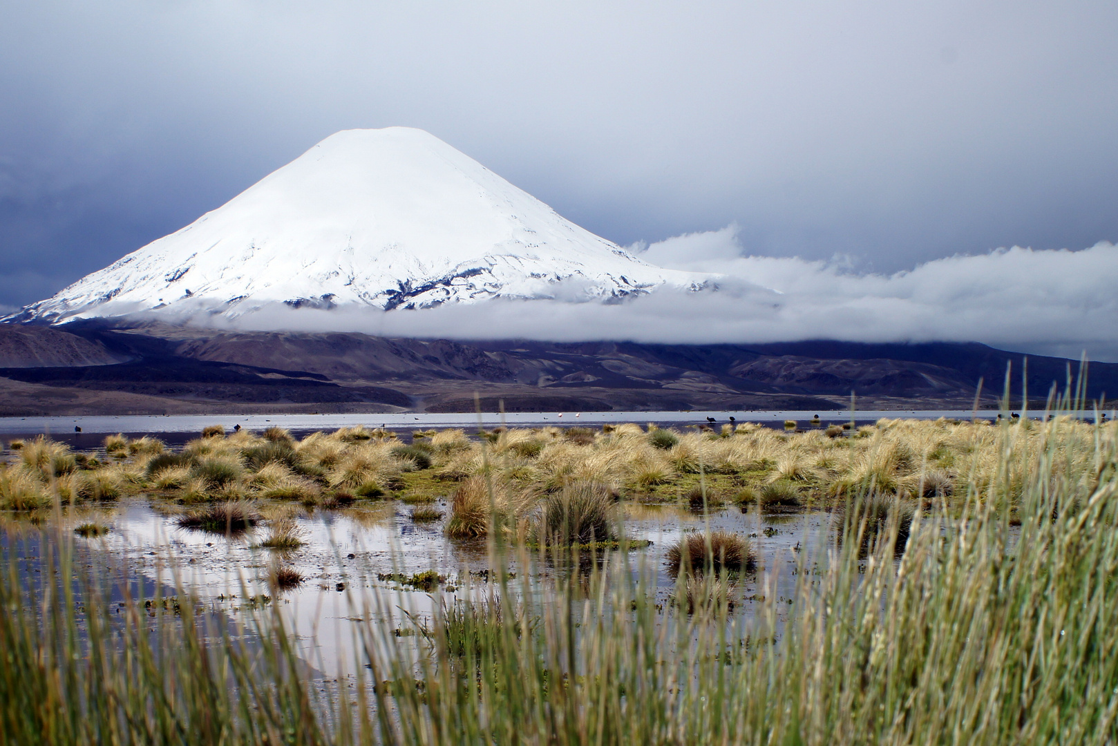 Paricanotta in Chile