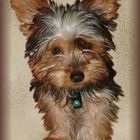 User Profile Photo