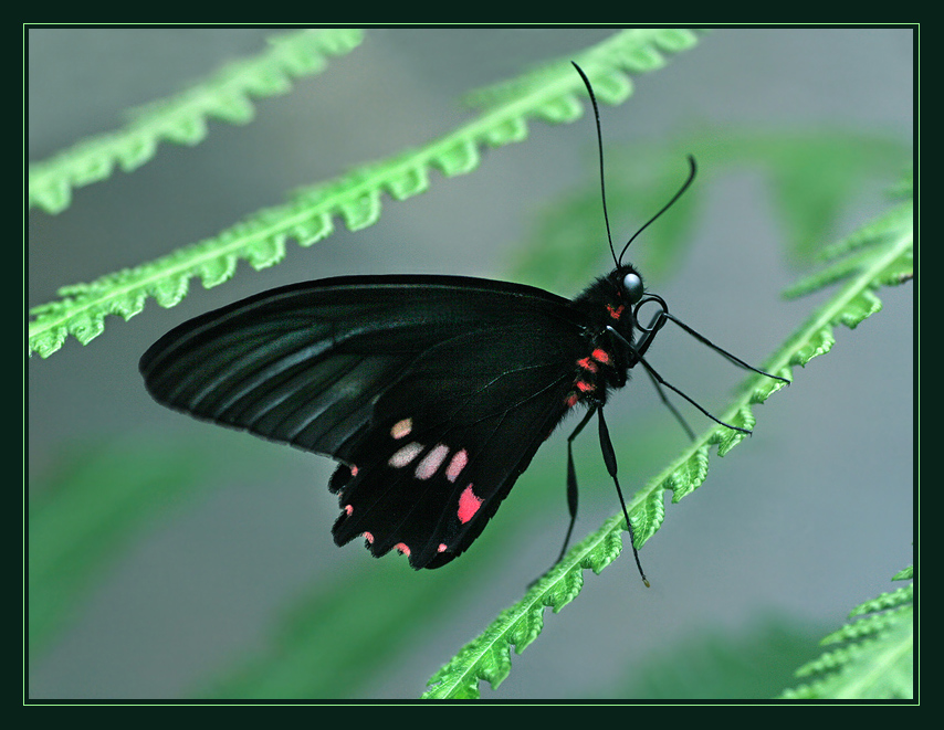 Parides  ©