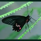 Parides  ©