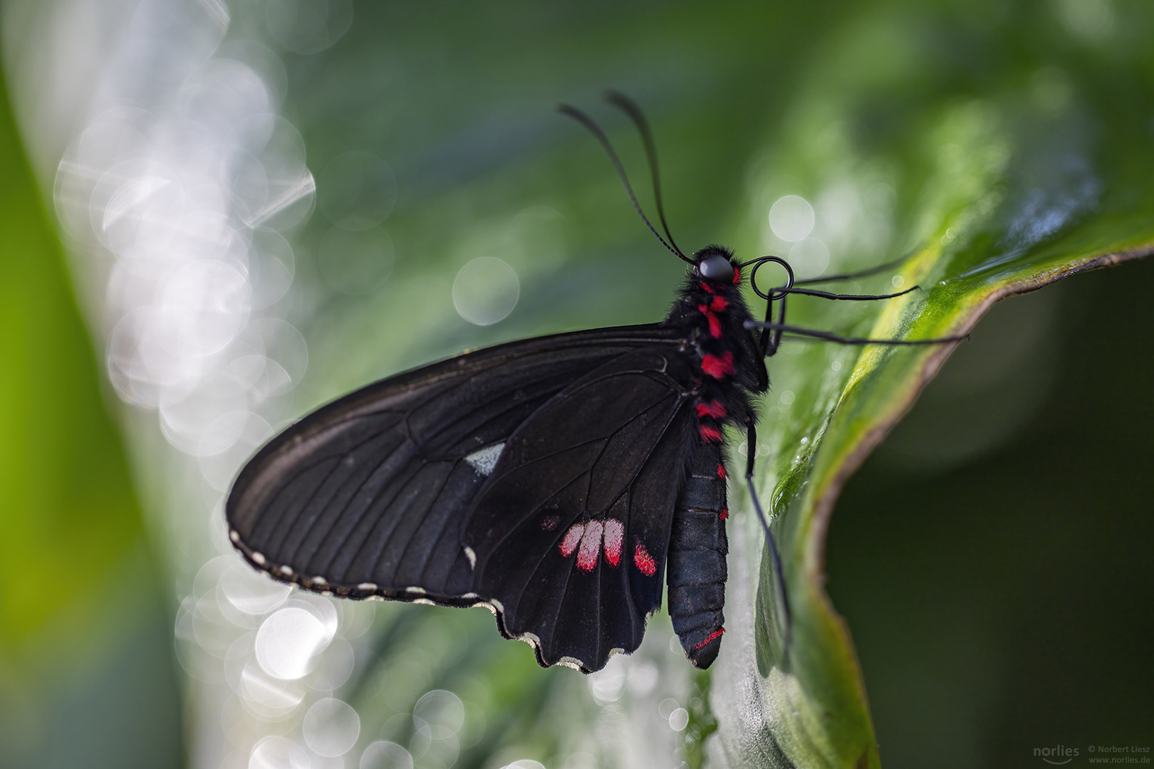 Parides