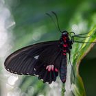 Parides