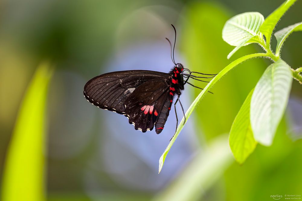 parides erithalion