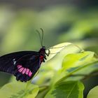 Parides eurimedes mylotes