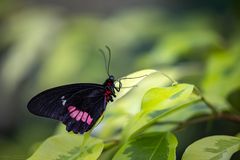 Parides eurimedes mylotes