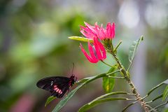 Parides eurimedes mylotes