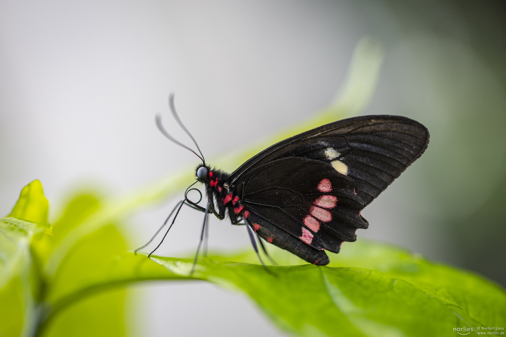 Parides eurimedes mylotes