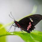 Parides eurimedes mylotes