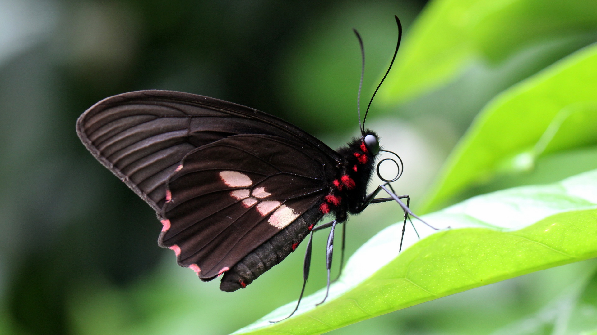 Parides eurimedes timias