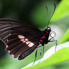 Parides eurimedes timias