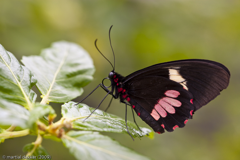 Parides Iphidamas