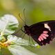 Parides Iphidamas