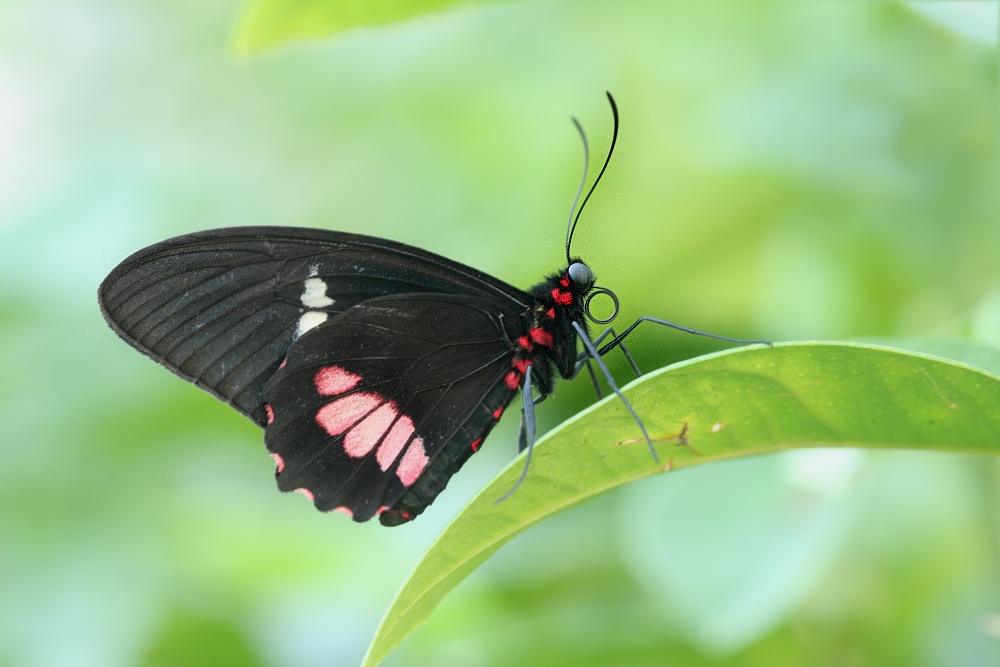 Parides iphidamas