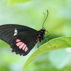 Parides iphidamas