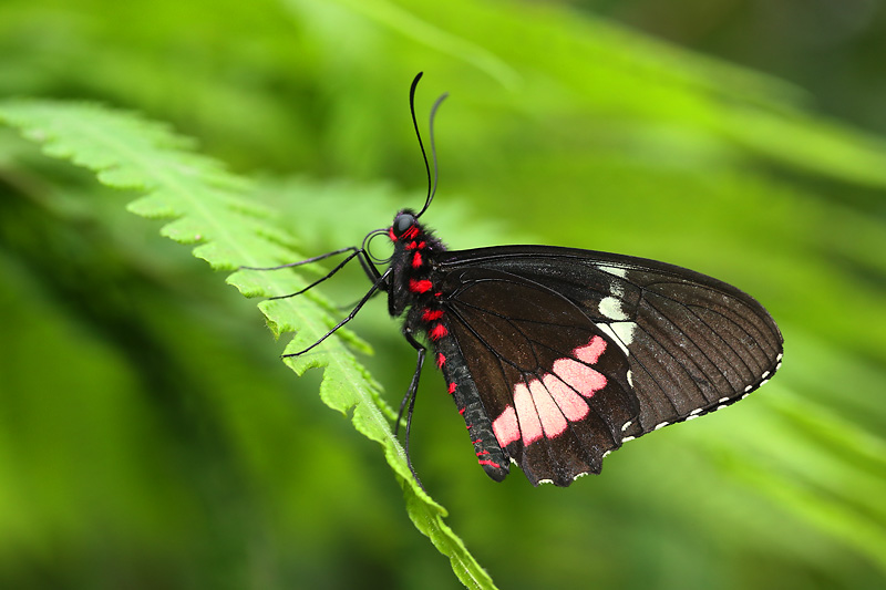 parides iphidamas