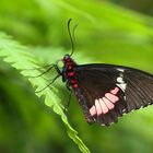 parides iphidamas