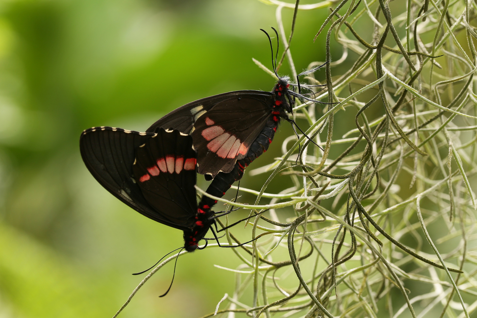 Parides iphidamas (2017_06_10_EOS 6D_3415_ji)