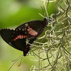 Parides iphidamas (2017_06_10_EOS 6D_3415_ji)