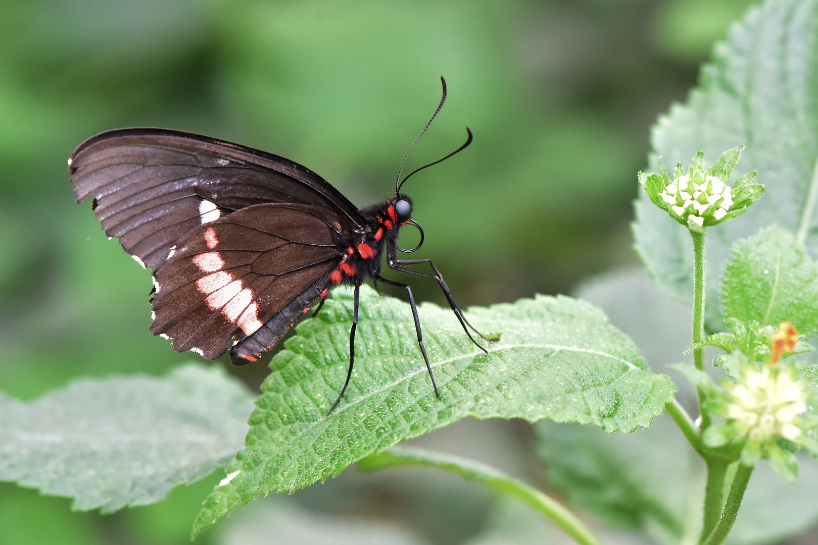 Parides Iphidamas