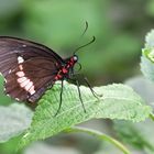 Parides Iphidamas