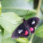 parides iphidamas 