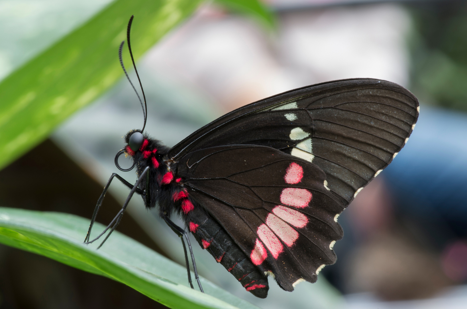 Parides iphidamas