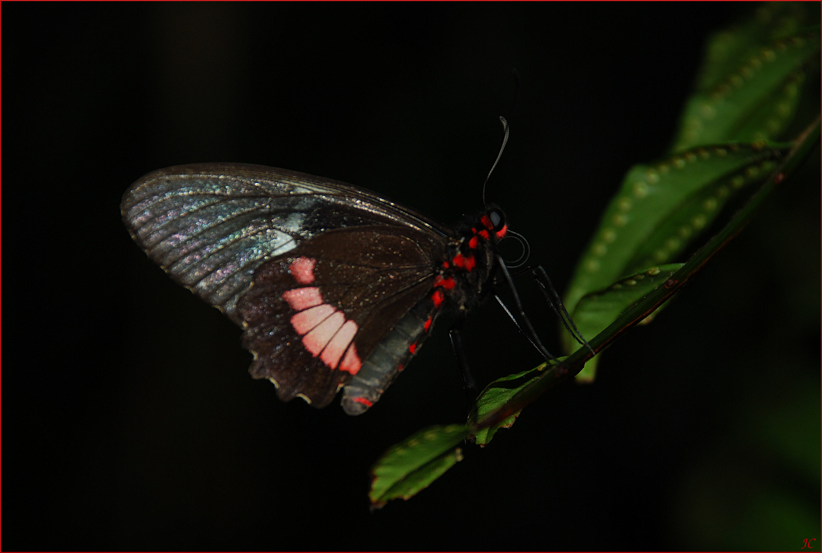 Parides iphidamas