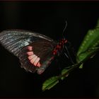 Parides iphidamas