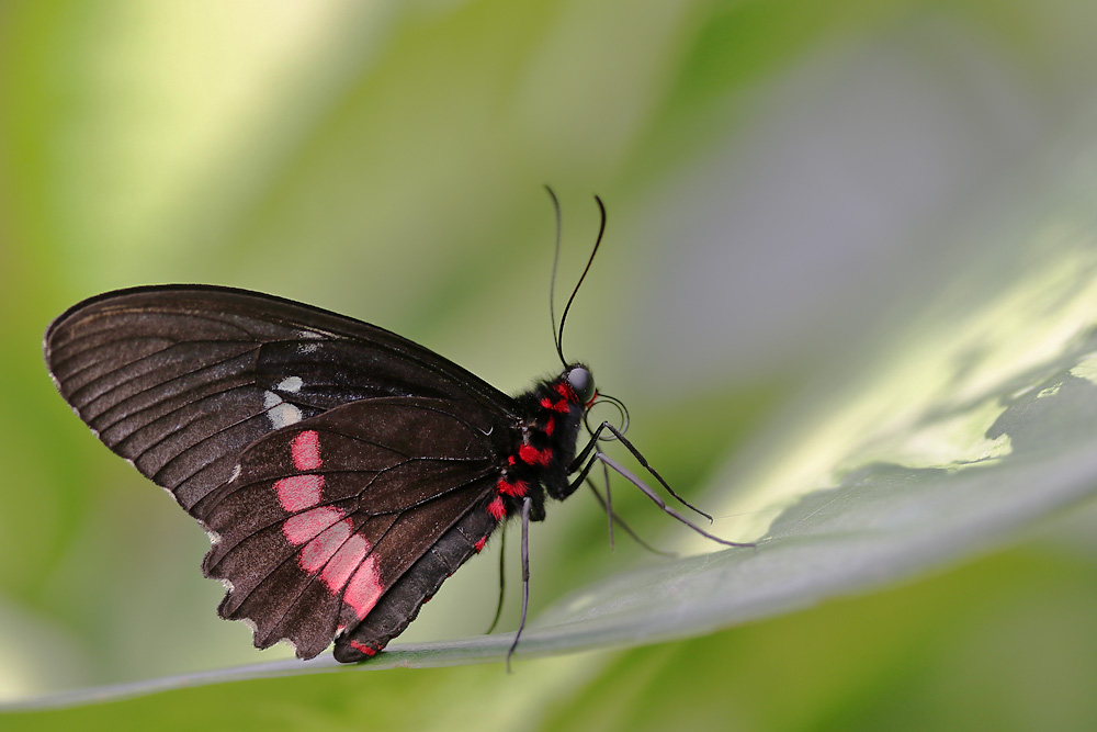 parides iphidamas