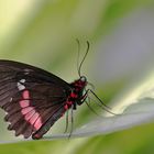 parides iphidamas