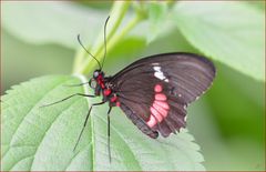 Parides iphidamas