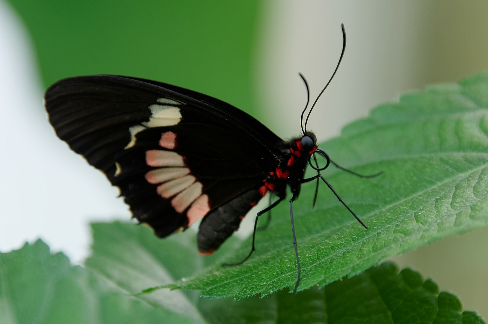 Parides iphidamas - Gewöhnlicher Parides - Iphidamas Cattleheart