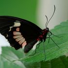 Parides iphidamas - Gewöhnlicher Parides - Iphidamas Cattleheart