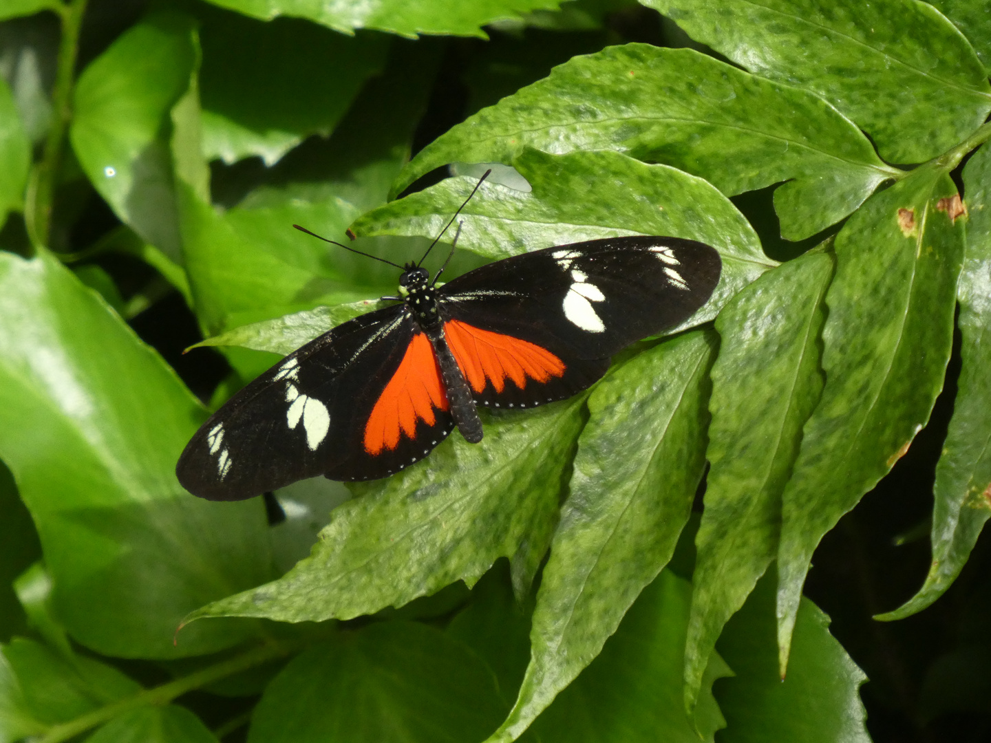 Parides iphidamas - Iphidamas Rinderherz