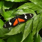 Parides iphidamas - Iphidamas Rinderherz