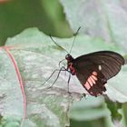 Parides iphidamas, rotes Herz