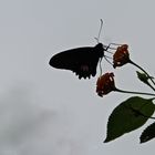 Parides iphidamas-Silhouette