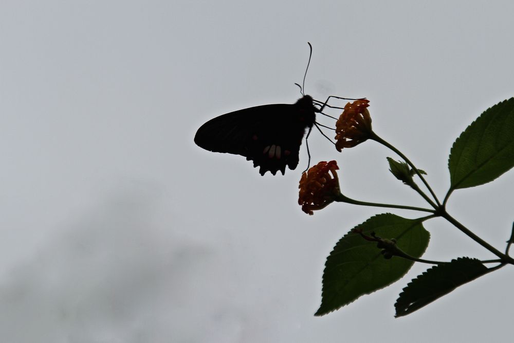 Parides iphidamas-Silhouette