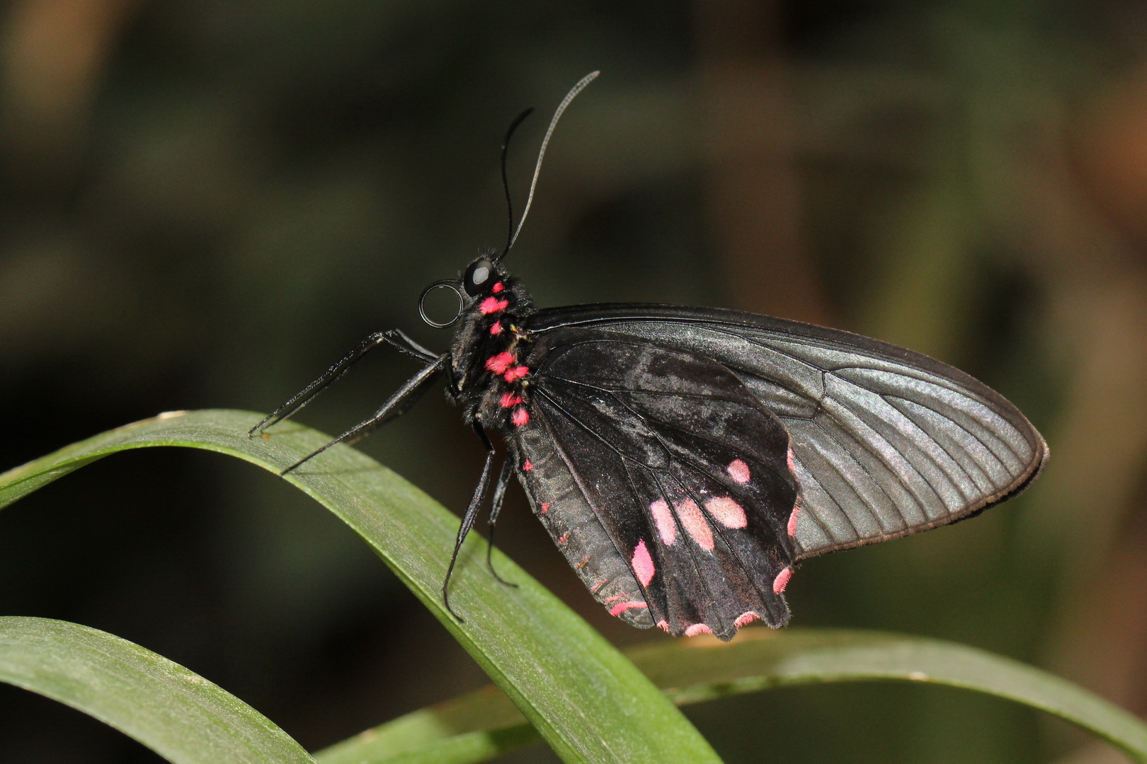 Parides lysander