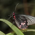 Parides lysander